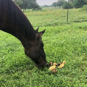 Meet your Posher, Jamie